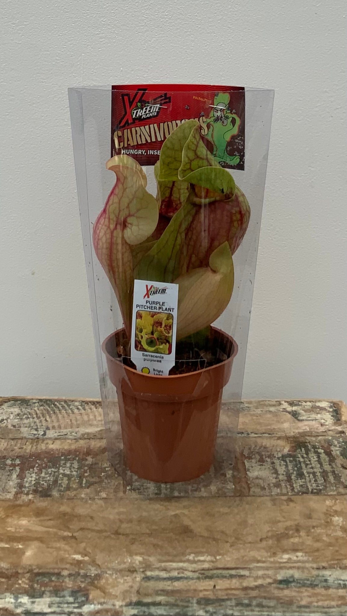 3in Purple Pitcher Plant (Sarracenia Purpurea)