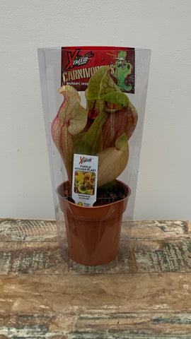 3in Purple Pitcher Plant (Sarracenia Purpurea)