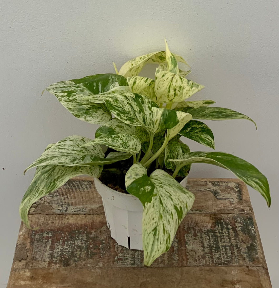 Pothos Snow Queen
