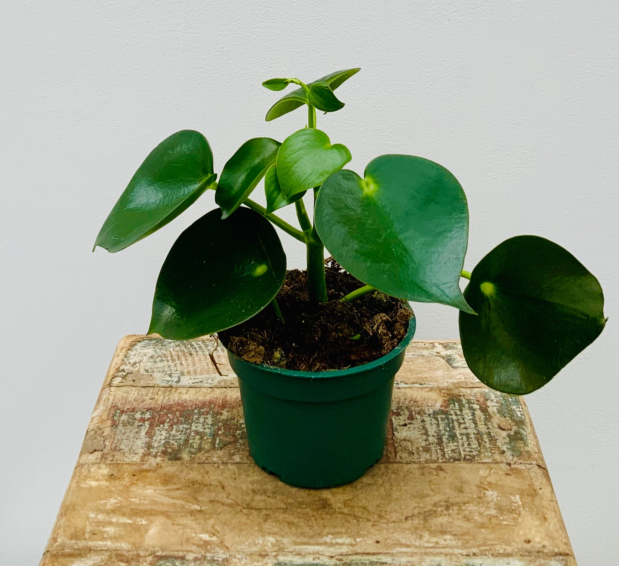 4in Tear Drop Peperomia