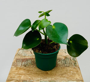 4in Tear Drop Peperomia