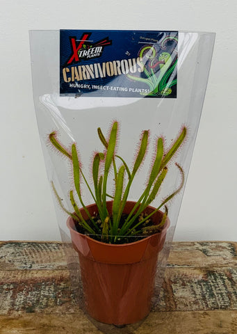 3in Octopus Plant