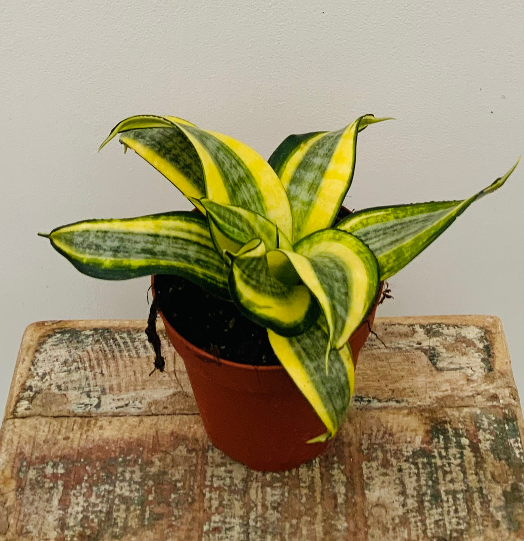 4in Sansevieria Trifasciata Golden