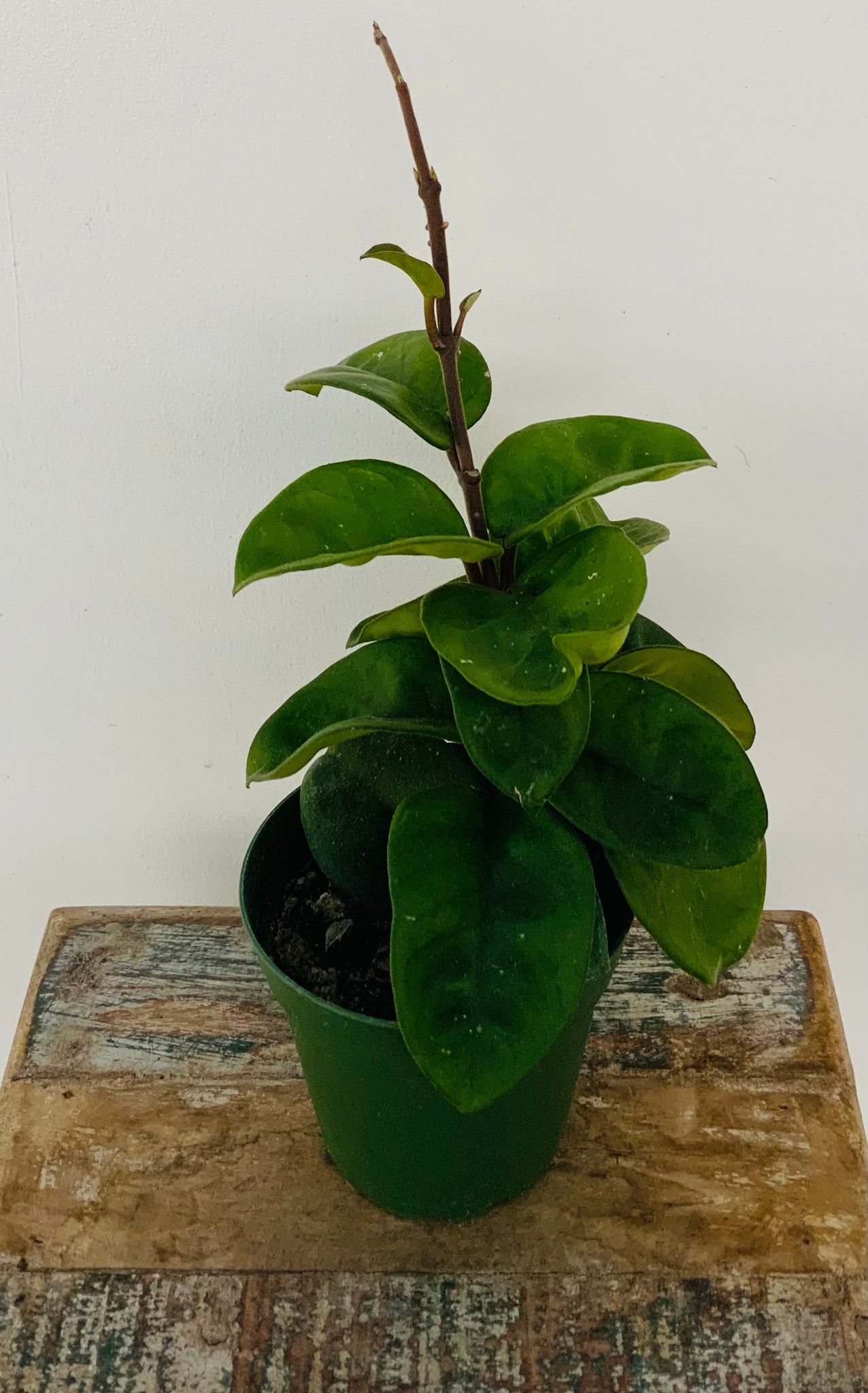 Hoya, ‘Chelsea’