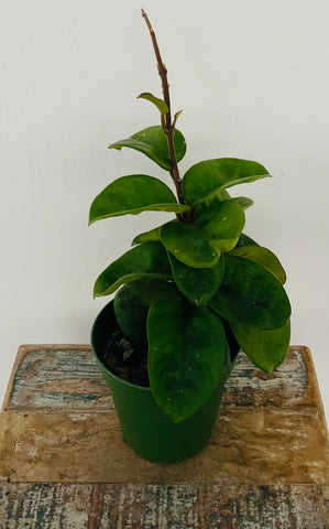 Hoya, ‘Chelsea’