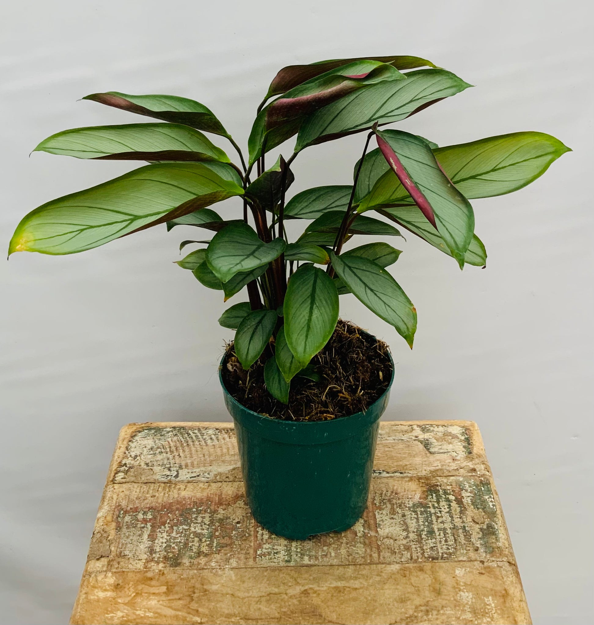 4" Ctenanthe 'Gray Star'