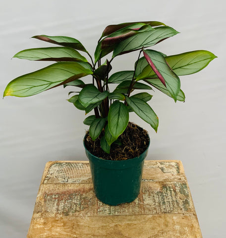 4" Ctenanthe 'Gray Star'