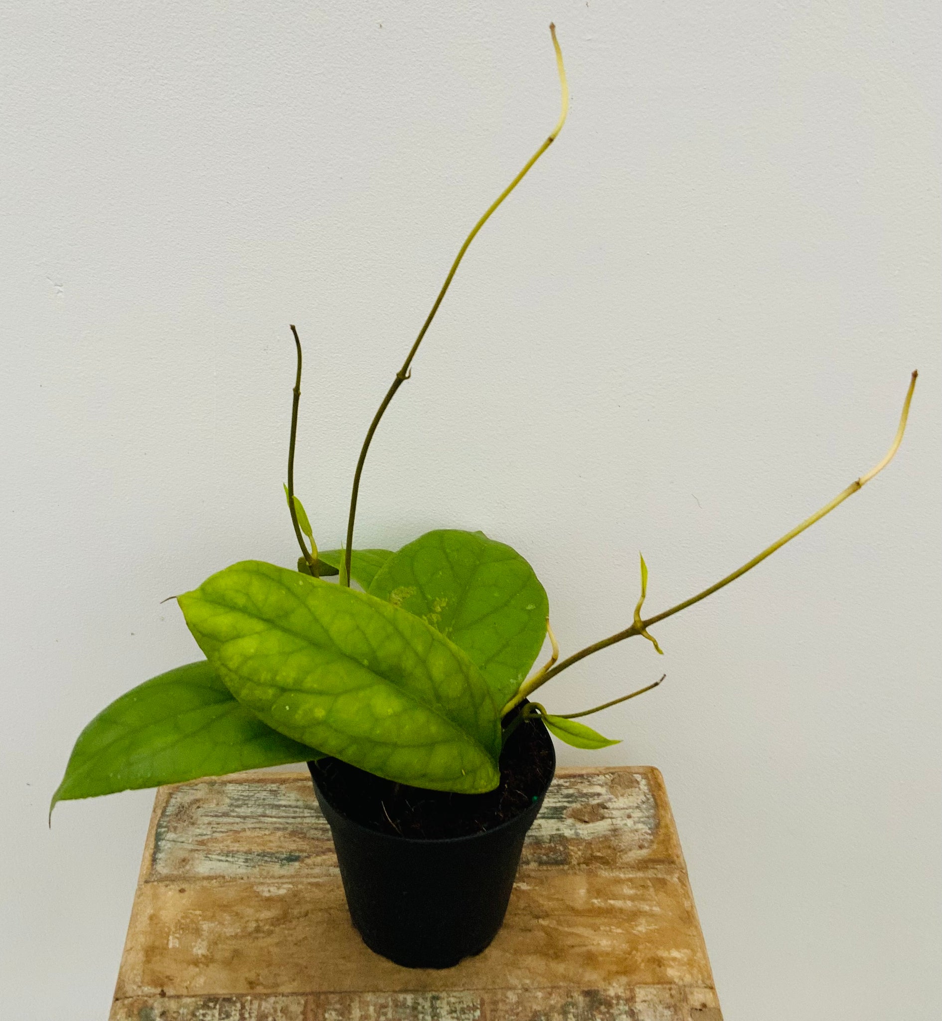 4" Hoya Vitellinoides