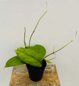 4" Hoya Vitellinoides