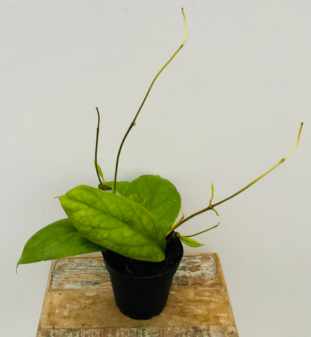 4" Hoya Vitellinoides