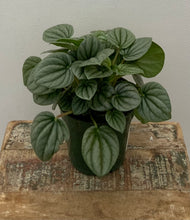 Load image into Gallery viewer, Peperomia Frost
