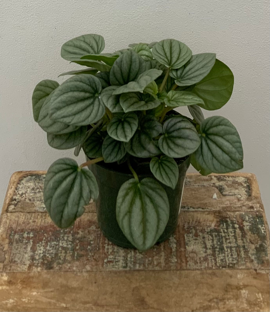 4in Peperomia Frost