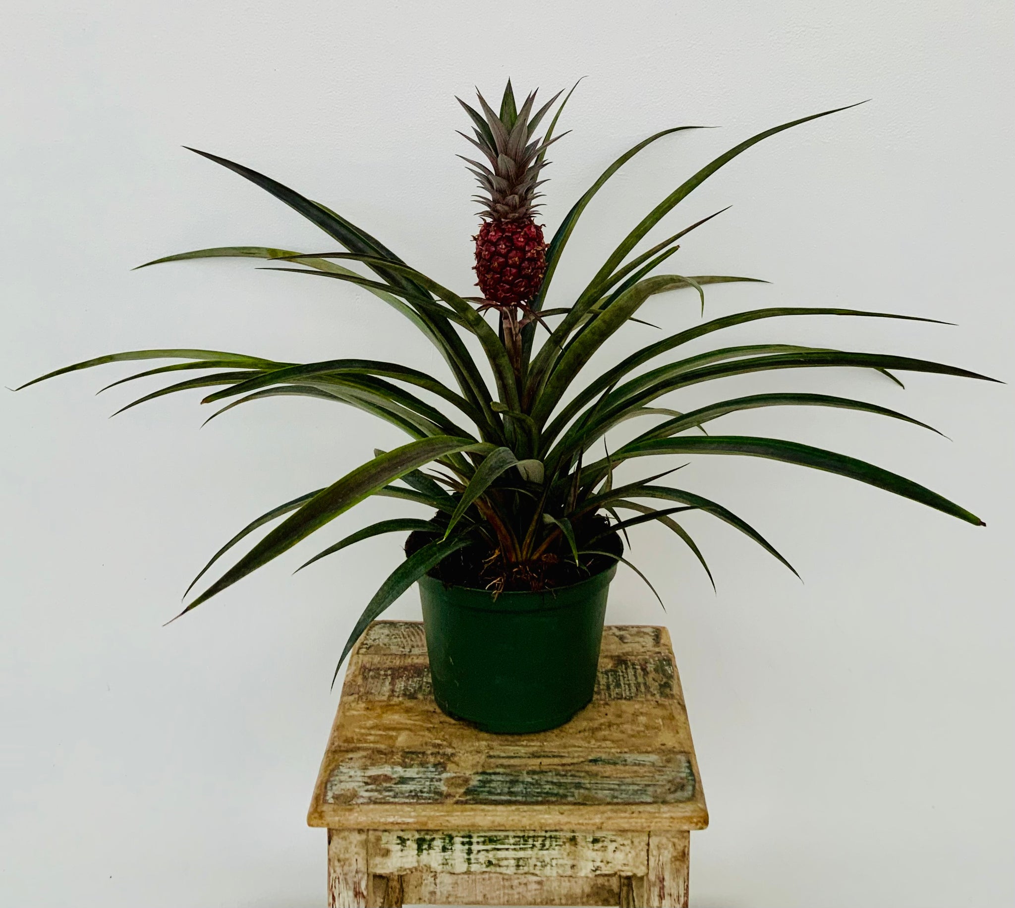 6in Mini Ornamental Pineapple Plants