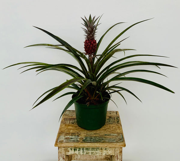 6in Mini Ornamental Pineapple Plants