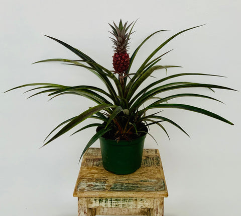 6in Mini Ornamental Pineapple Plants