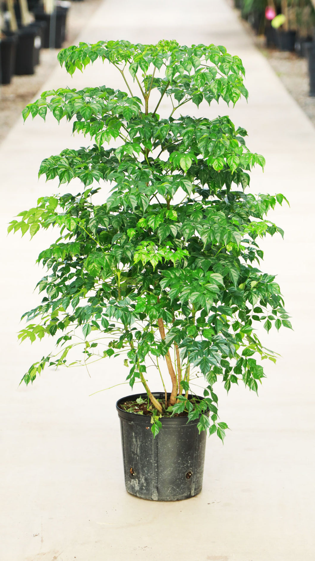 3 Gallon China Doll Bush