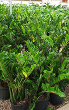 Load image into Gallery viewer, 3 Gallon Premium ZZ Plant
