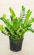 Load image into Gallery viewer, 3 Gallon Premium ZZ Plant
