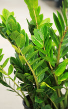 Load image into Gallery viewer, 3 Gallon Premium ZZ Plant
