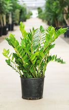 Load image into Gallery viewer, 3 Gallon Premium ZZ Plant
