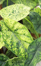 Load image into Gallery viewer, 4in Alocasia Dragon Scale Mint Variegated
