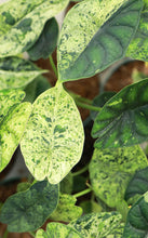 Load image into Gallery viewer, 4in Alocasia Dragon Scale Mint Variegated

