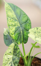 Load image into Gallery viewer, 4in Alocasia Dragon Scale Mint Variegated
