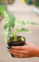 Load image into Gallery viewer, 4in Alocasia Dragon Scale Mint Variegated
