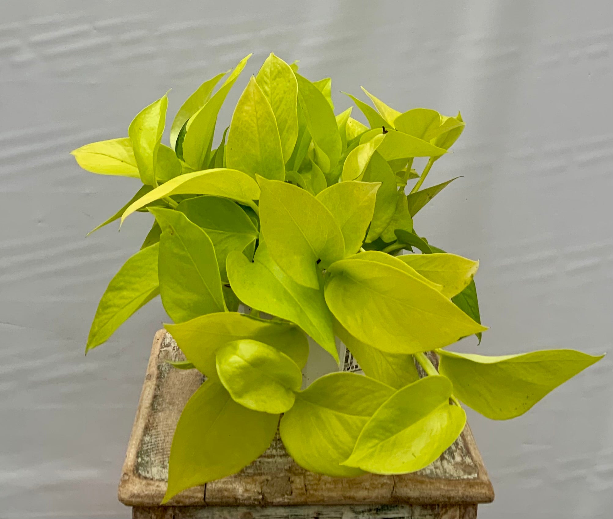 Neon Pothos