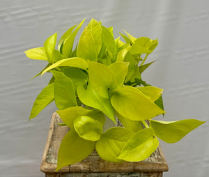 Neon Pothos