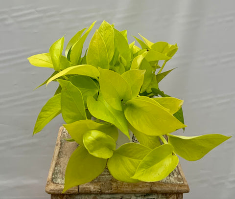 Neon Pothos