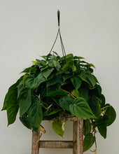 Load image into Gallery viewer, Heartleaf Philodendron
