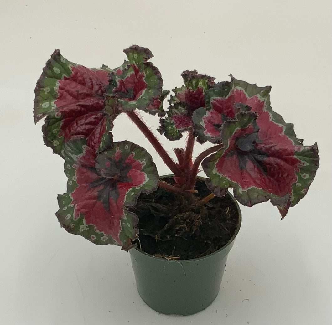 KAN-YO plants Begonia セット❣️ KAN-YO plants Begonia セット