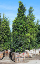 Load image into Gallery viewer, 36 Box Ficus Nitida Column
