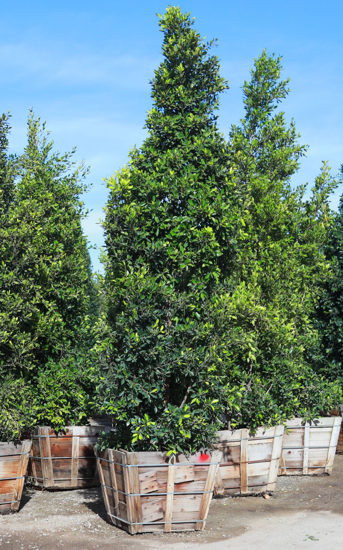 Outdoor Landscape Plants | Phoenix AZ | The Plant Stand – Tagged