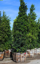 Load image into Gallery viewer, 36 Box Ficus Nitida Column
