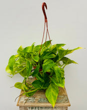 Load image into Gallery viewer, Neon Queen Pothos
