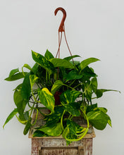 Load image into Gallery viewer, Golden Pothos
