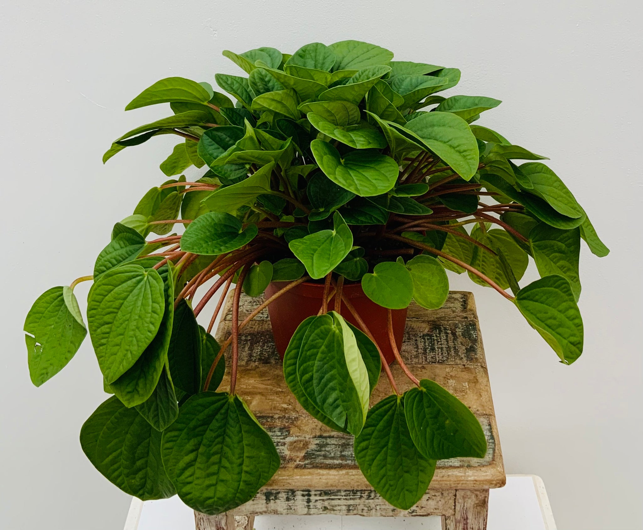 Peperomia Rana Verde