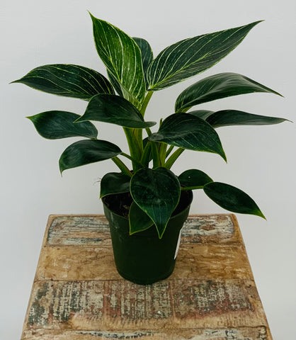 4in Philodendron Birkin