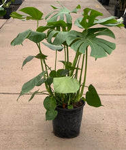 Load image into Gallery viewer, 3 Gallon Monstera Deliciosa *Flash Sale*
