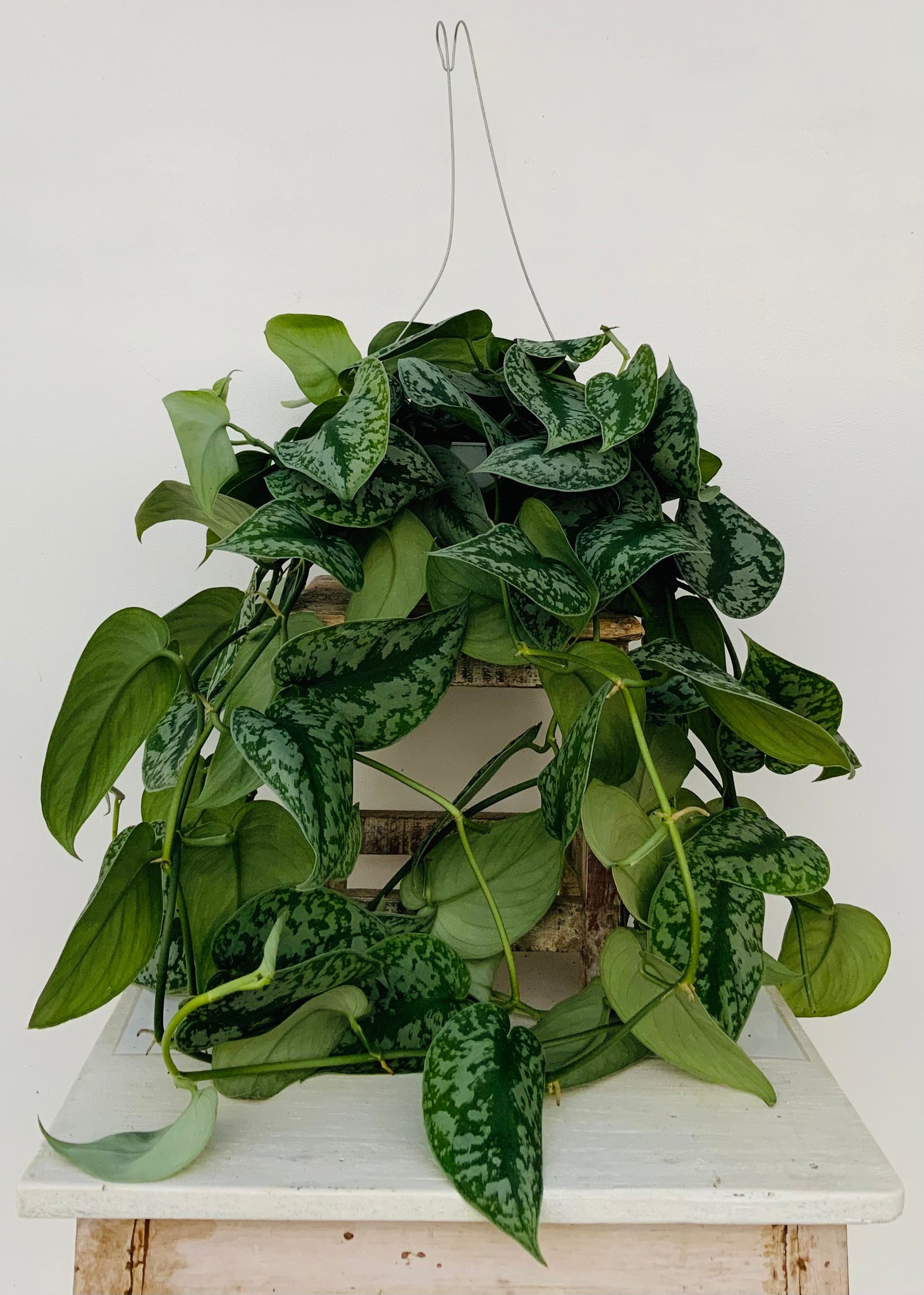 Silver Satin Scindapsus