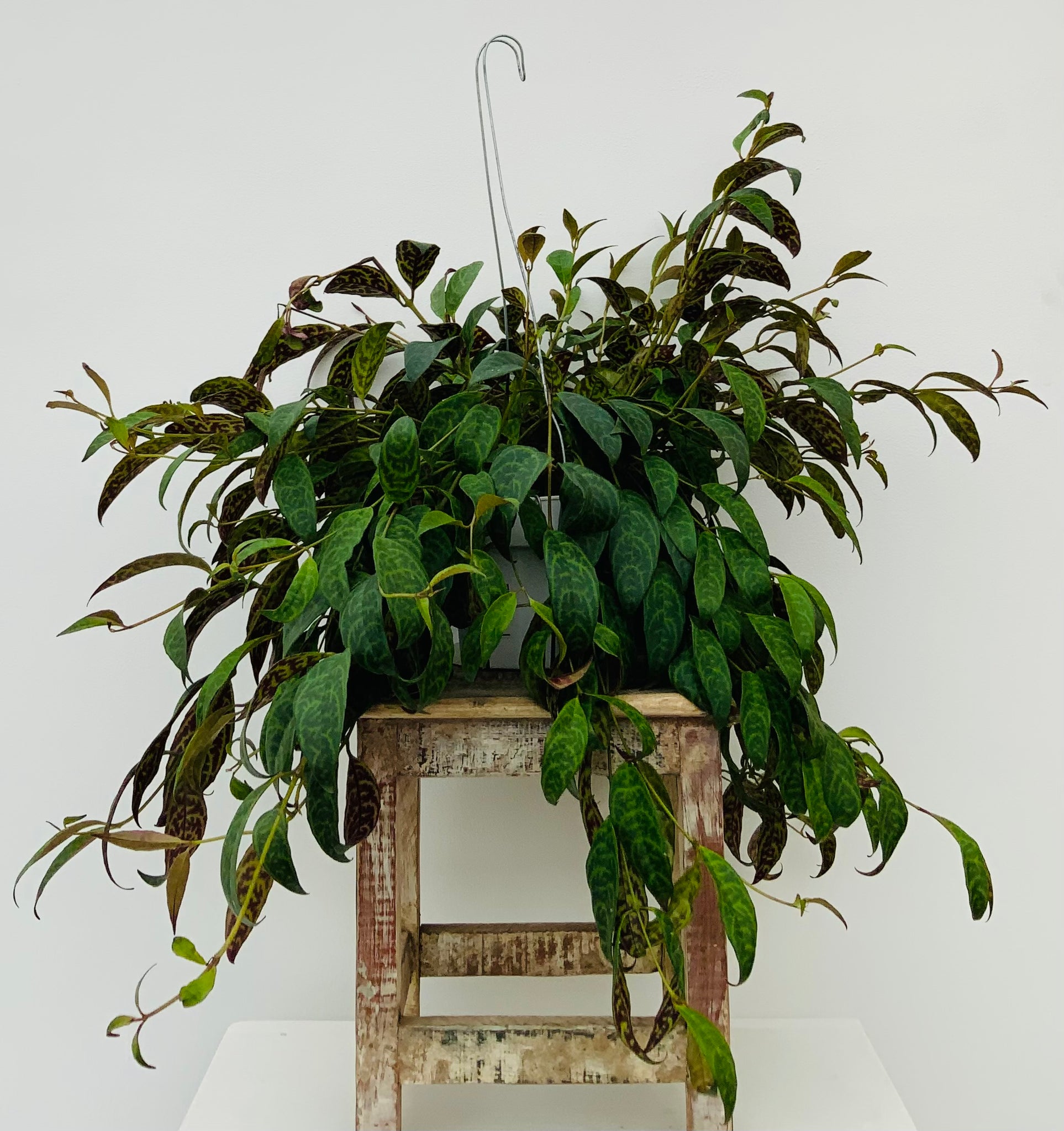 Lipstick Plant Black Pagoda