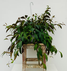 Lipstick Plant Black Pagoda