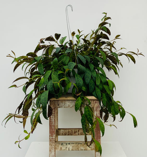 Lipstick Plant Black Pagoda