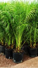 Load image into Gallery viewer, 3 Gallon Phoenix Roebelenii &quot;Pygmy Date Palm&quot; - BOGO FREE
