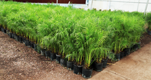 Load image into Gallery viewer, 3 Gallon Phoenix Roebelenii &quot;Pygmy Date Palm&quot; - BOGO FREE
