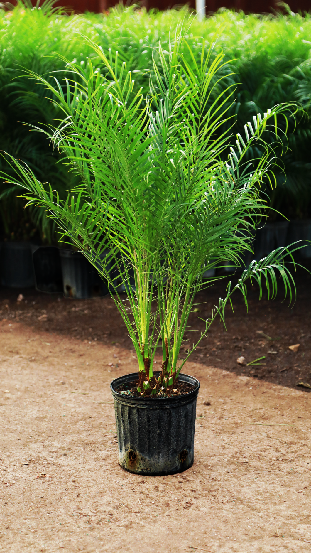 3 Gallon Phoenix Roebelenii 