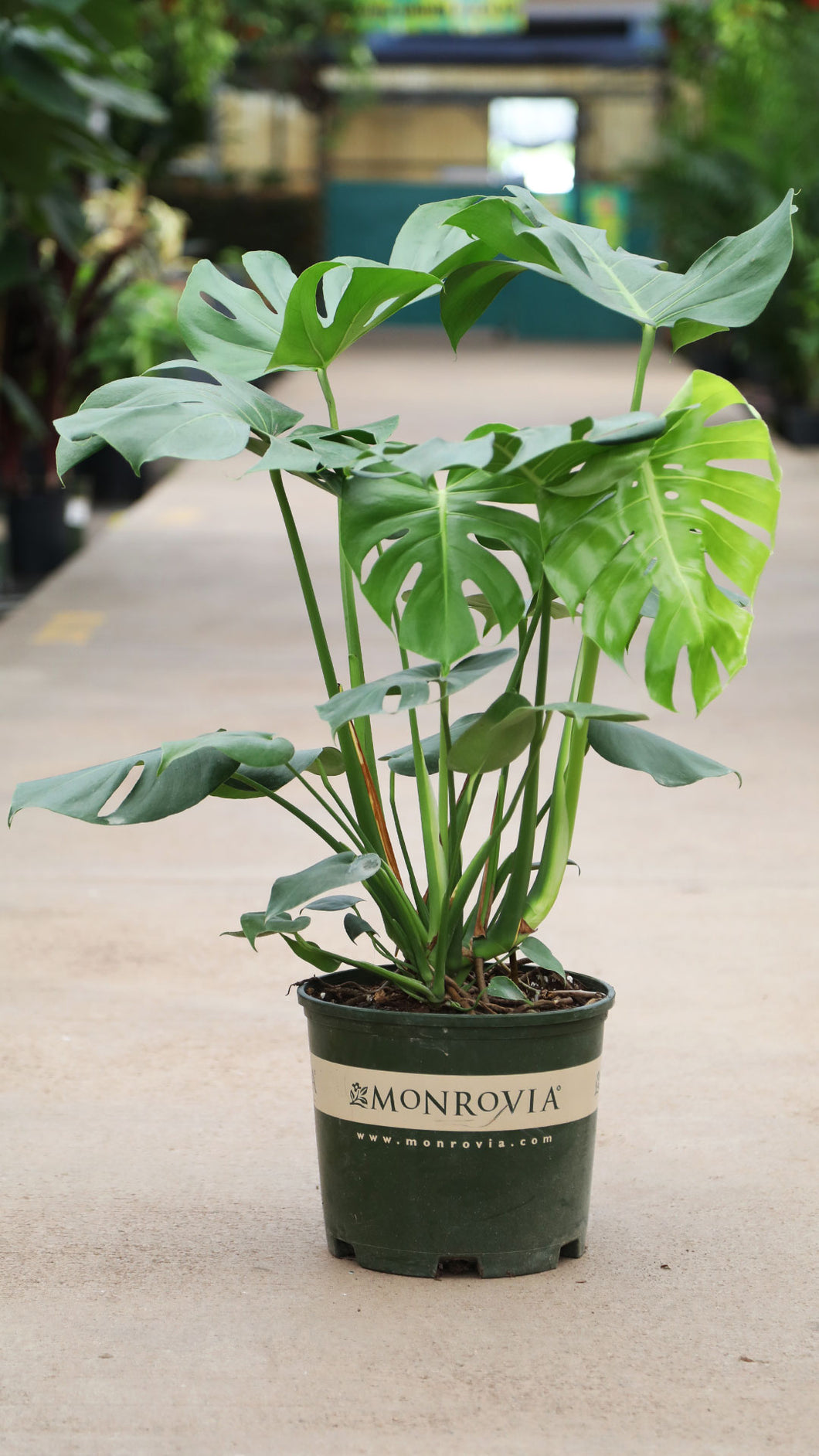 3 Gallon Monstera Deliciosa