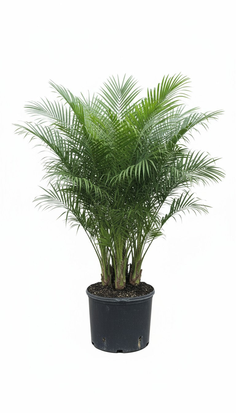 3 gal Pygmy Date Palm BOGO FREE